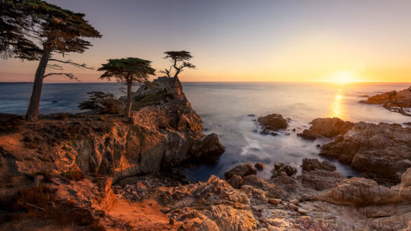 Lone Cypress